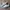 Adidas Indie Casual Sneakers Wanita white gray photo 1
