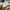Dickies Casual Formal pants Pria cream photo 6