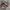 Adidas Streetwear Casual Sneakers Pria red gray photo 2