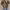 Leather jacket Pria tan photo 2