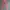 Burberry Y2K Boyfriend jeans Wanita pink photo 5