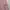 H&M Minimalist Shirt Wanita pink photo 6