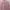 H&M Minimalist Shirt Wanita pink photo 5