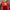 Adidas Sportswear Sneakers Pria Red