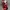 PL bodycon top - atasan Motif mawar warna red and black 1pcs photo 3