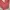 Dickies Vintage Y2K Formal pants Wanita pink photo 4