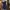 Princess Polly Lace Trim Navy Dress  photo 3