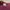 Champion Indie Casual Blazer Pria burgundy red photo 3