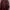 Descente Sportswear Windbreaker Pria burgundy photo 5