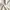 Uniqlo Casual Culotte Wanita cream photo 4