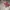 Diadora Vintage Casual Jersey Pria white red photo 4