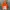 The North Face Gorpcore Windbreaker Pria orange photo 1