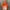 The North Face Gorpcore Windbreaker Pria Orange