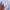 COS Shirt Wanita white photo 9