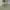 Hazzys Casual Polo shirt Pria green photo 3