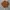 Indian Brown Workjacket photo 3