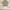 Luxury Lolita Sweatshirt Wanita tan brown photo 1