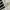 Lolita Cosplay Mini skirt Wanita white black photo 2