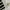 Lolita Cosplay Mini Skirt Wanita White Black