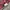 Winter puffer ultralight jacket crocodile super goose down photo 7