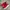 HOKA Sportswear Sneakers Pria red photo 1
