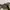 Celana Pendek Cargo Camo Carhartt Relaxed Fit photo 6