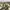 Celana Pendek Cargo Camo Carhartt Relaxed Fit photo 3