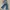 True Religion Boot Cut Blue Jeans Denim Flare Y2K photo 2