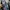 Backpack VANS Realm ( Galaxy ) photo 3