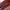 maroon birkin bag photo 3