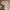 French Connection Vintage Casual Parka Pria tan cream photo 1