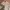 French Connection Vintage Casual Parka Pria Tan Cream