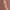 Pancoat Luxury Minimalist T-shirt Pria burgundy pink photo 2