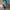 Pumpkin Coquette Minimalist Short Kids blue photo 3