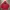The North Face Streetwear Hoody Pria red photo 1