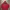 The North Face Streetwear Hoody Pria Red