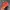 Vintage Hat Pria red photo 3