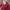 Y2K Luxury Cardigan Wanita red photo 3