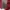 Burberry poloshirt women red photo 6