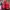 Sportswear Pria red photo 5
