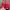 Sportswear Pria red photo 1