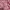 Juicy Couture Coquette Casual Maxi dress Wanita white pink photo 3