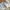 Lee Cooper Streetwear Y2K T-shirt Pria white photo 4