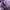 Casual Jumper Pria purple photo 4