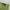 Casual Short Pria green photo 3