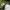 Casual Short Pria green photo 5