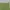 Casual Short Pria green photo 4