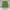Casual Short Pria green photo 1