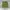 Casual Short Pria Green