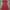 Dress Mini Slimfit Lengan Pendek Wanita Merah Motif Glitter  photo 4